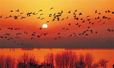 1547376009772011.jpg 1.jpg