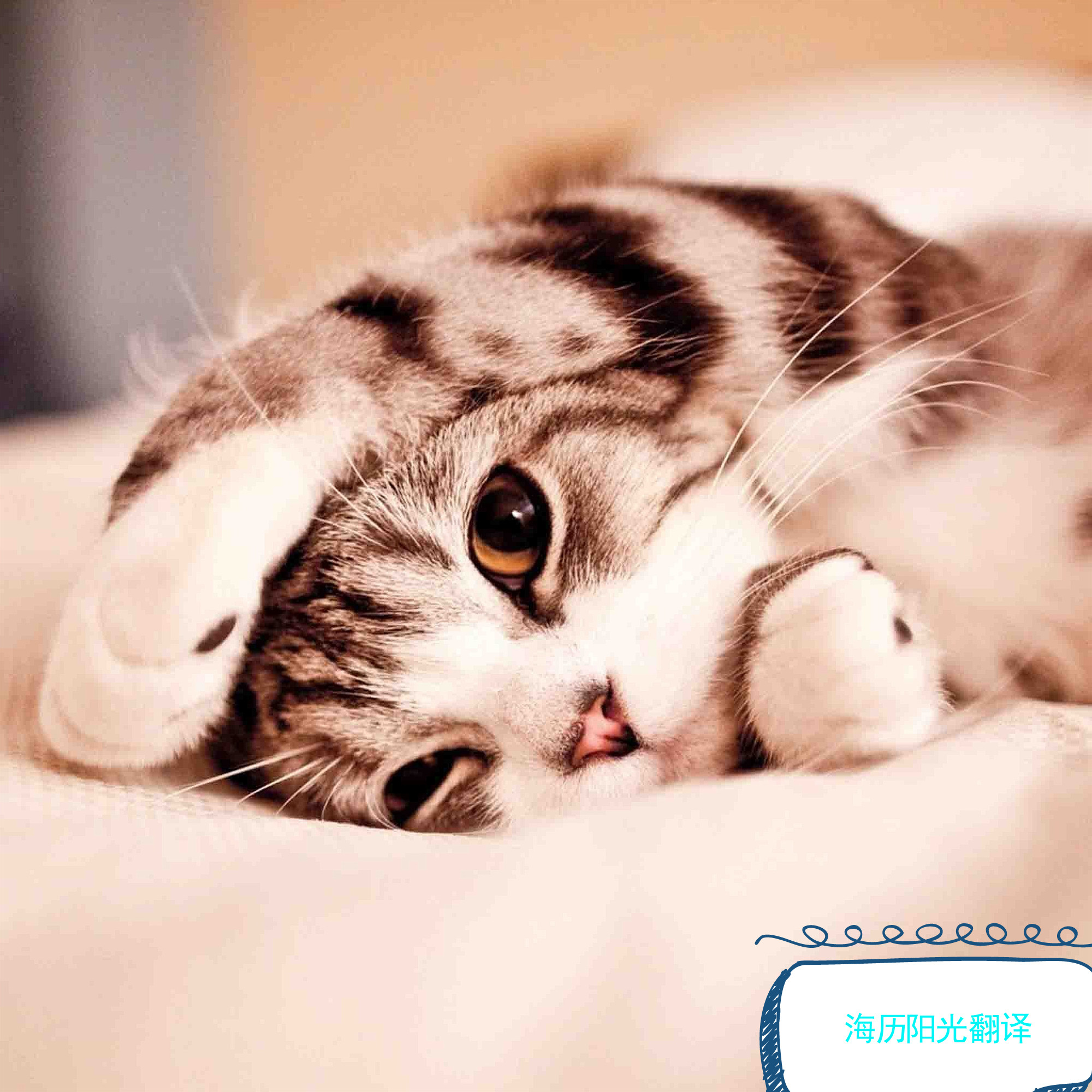 1718064623772271.jpg 動物.jpg